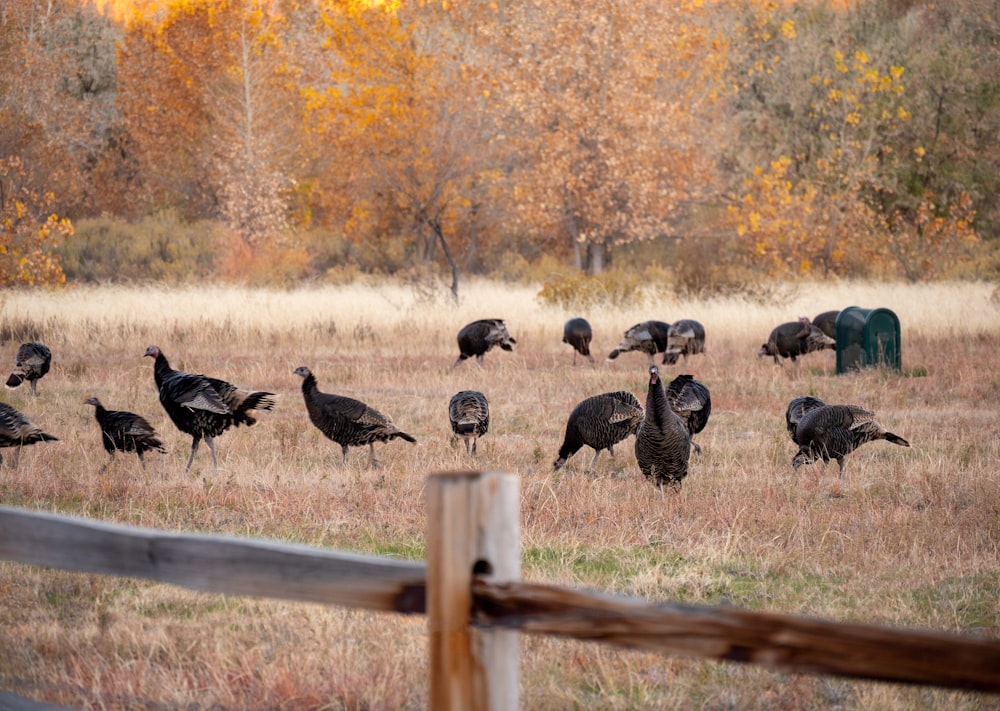 a bunch of turkeys are standing in a field