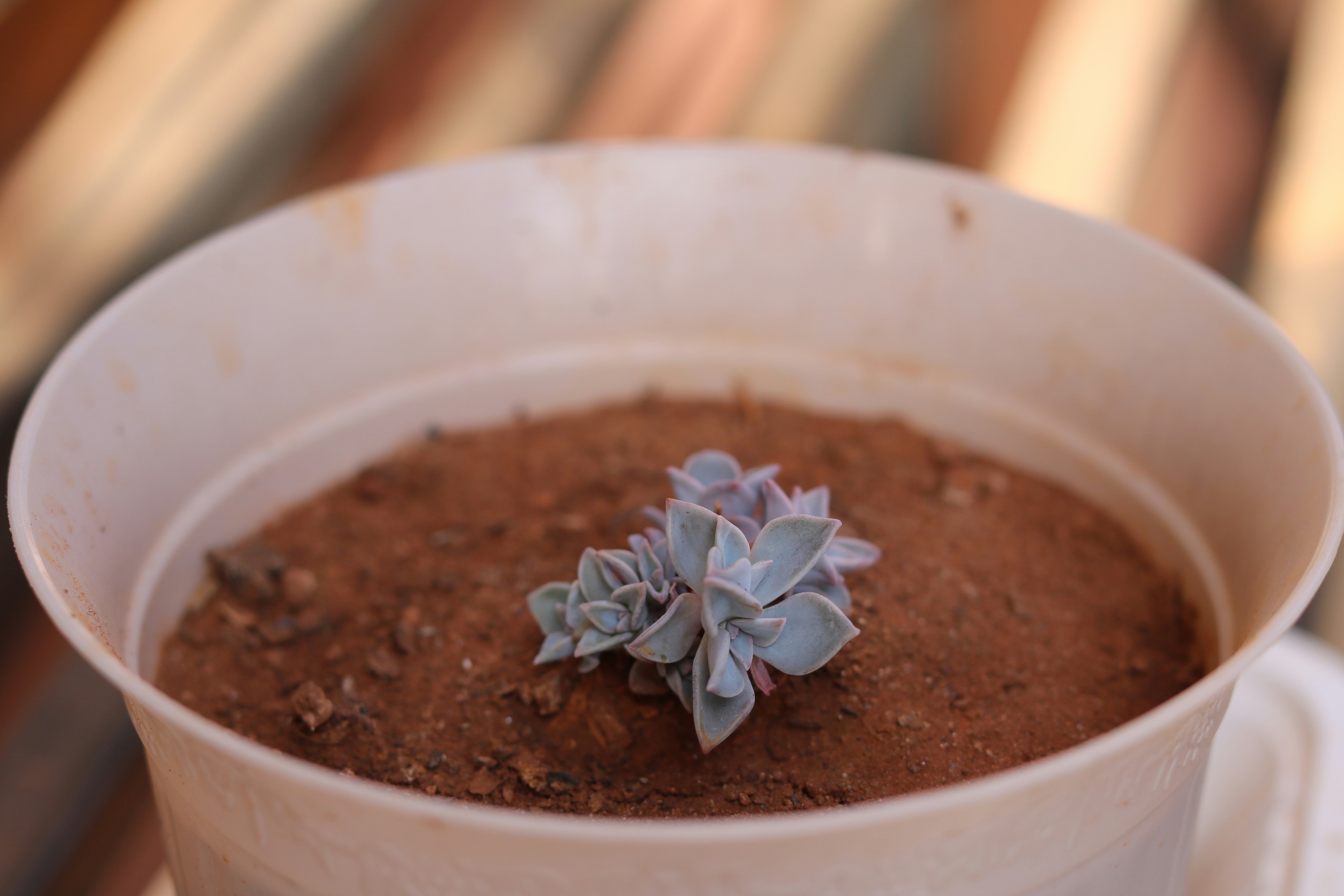 a potted plant is sitting on a saucer