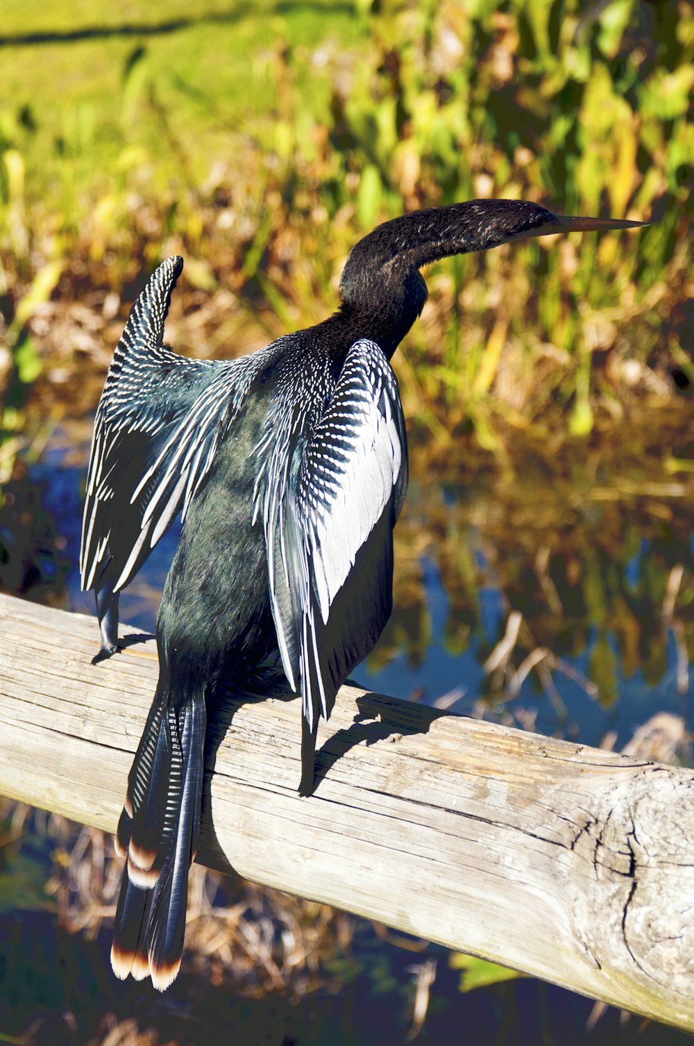 Un oiseau noir et blanc assis sur un rail en bois