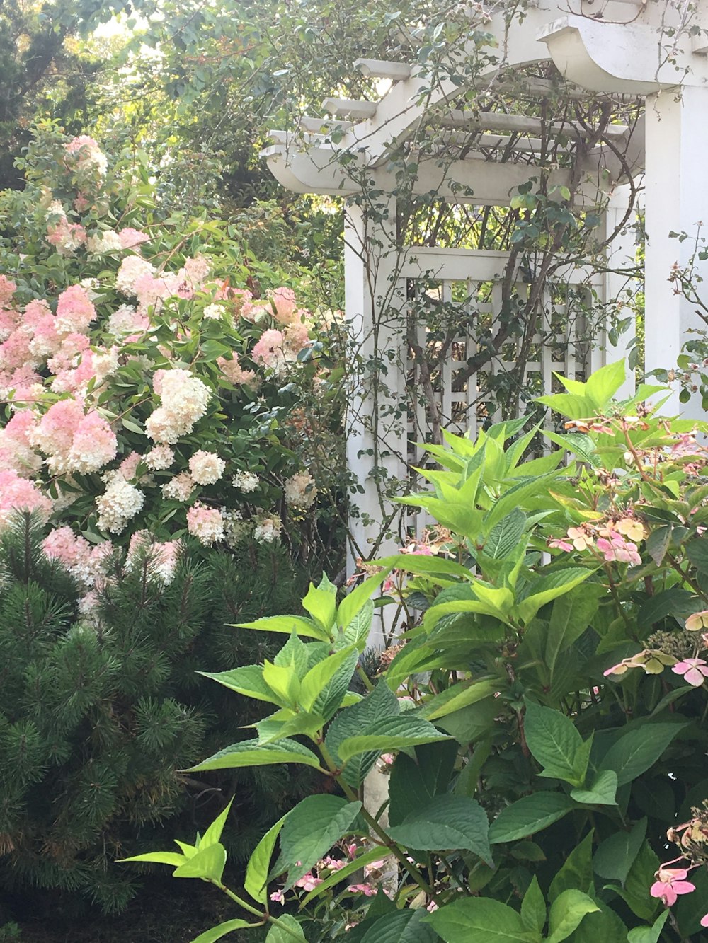 a garden filled with lots of pink and white flowers