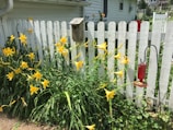 A vibrant garden scene with tall yellow lilies growing beside a white picket fence. A rustic birdhouse is mounted on one of the fence posts. In the foreground, a red bird feeder hangs from a black metal stand. The garden is situated next to a white house.