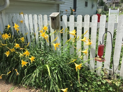 A vibrant garden scene with tall yellow lilies growing beside a white picket fence. A rustic birdhouse is mounted on one of the fence posts. In the foreground, a red bird feeder hangs from a black metal stand. The garden is situated next to a white house.