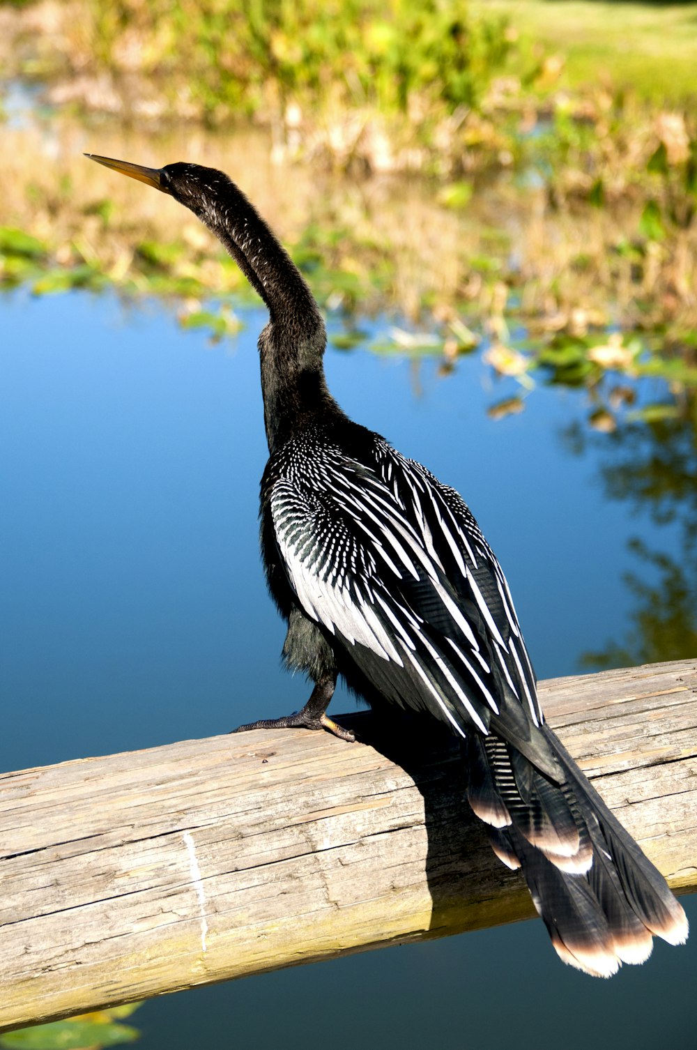 a bird sitting on a wooden rail near a body of water
