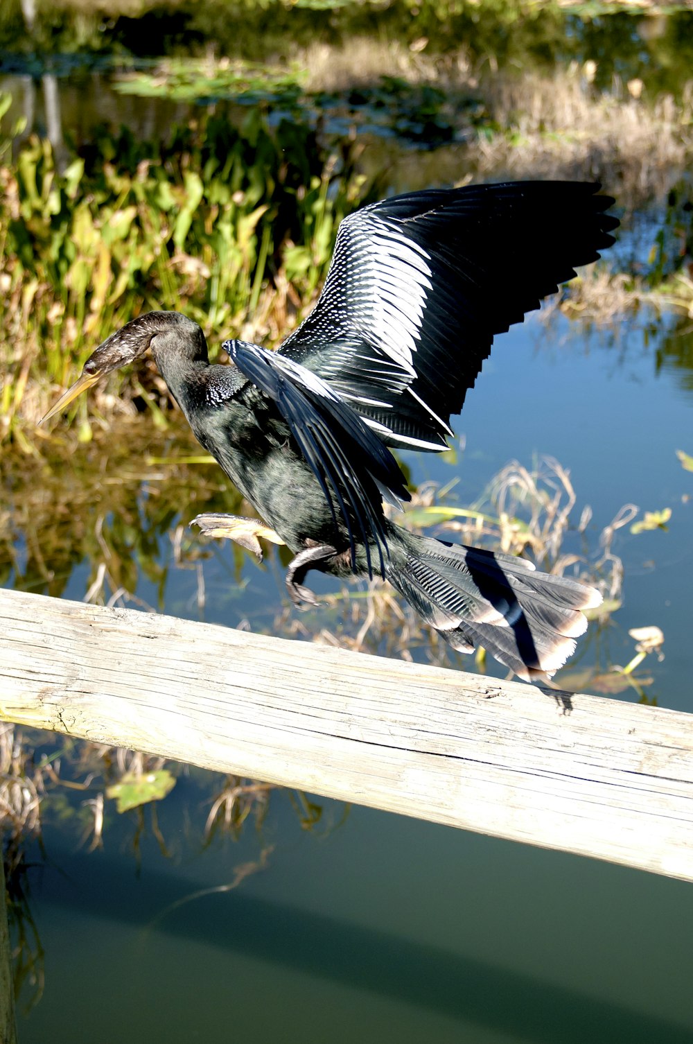 a bird is flying over a body of water