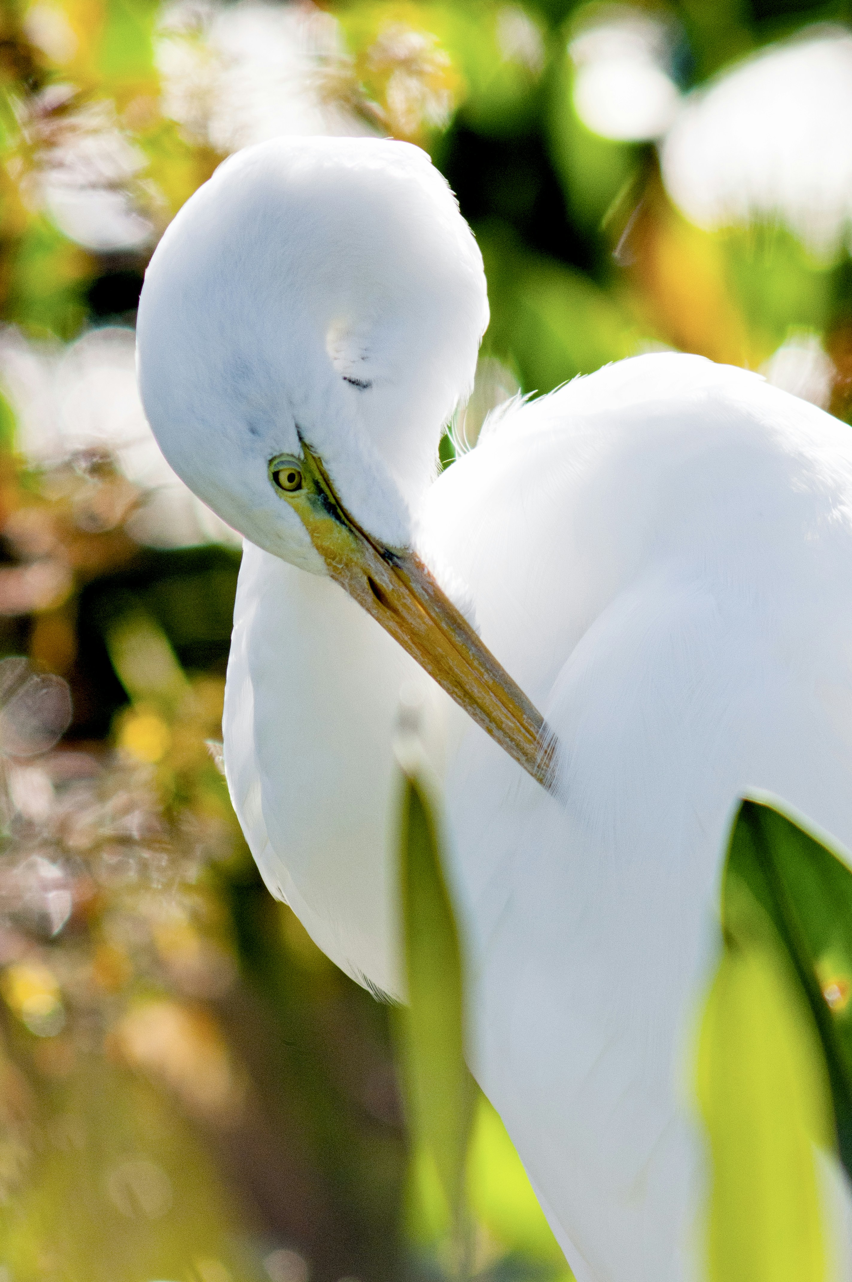 a close up of a white bird with a long beak