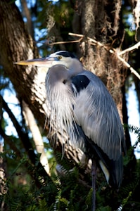 Elegant Blue Heron Print