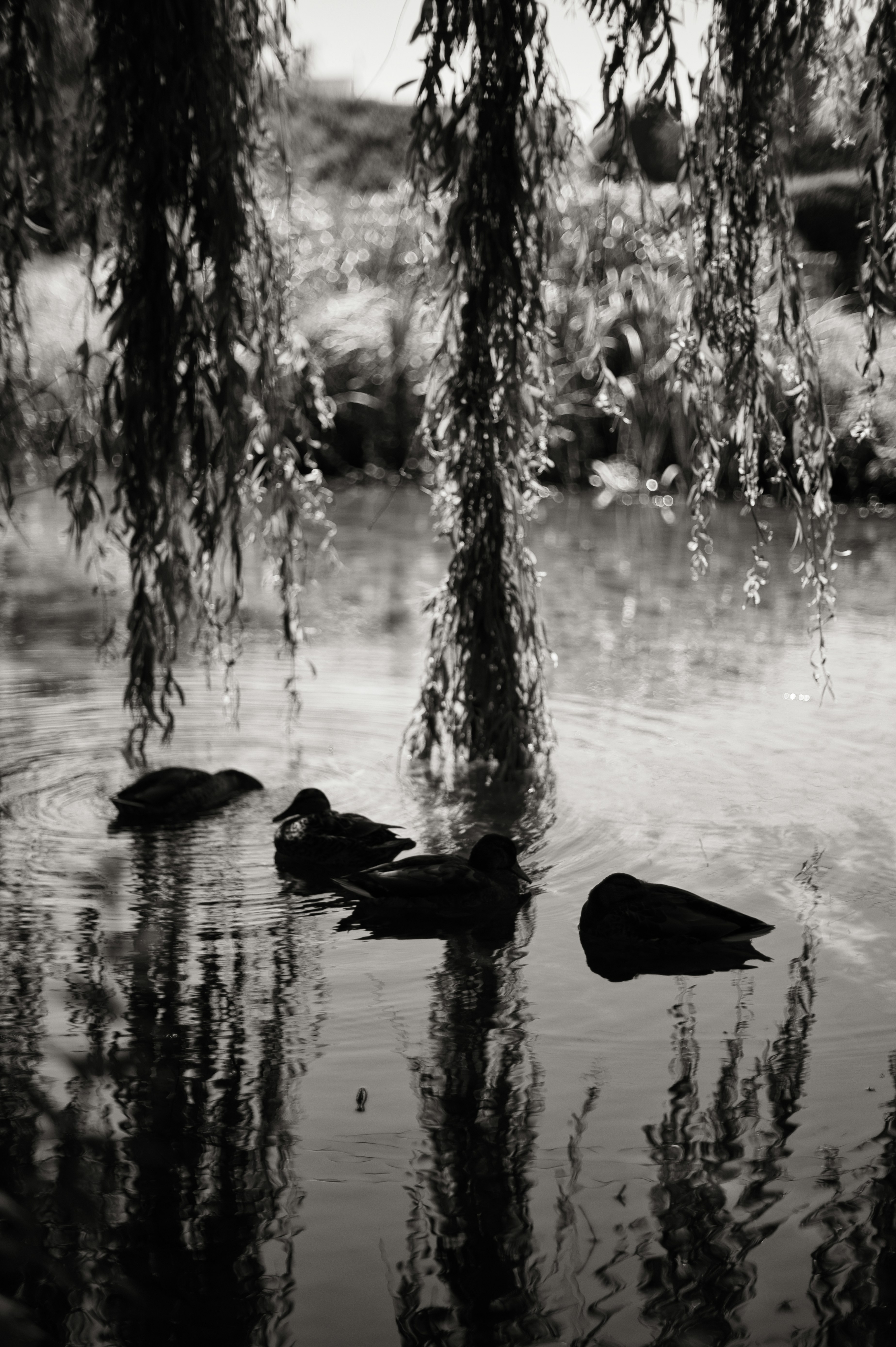 Photo by raquelming