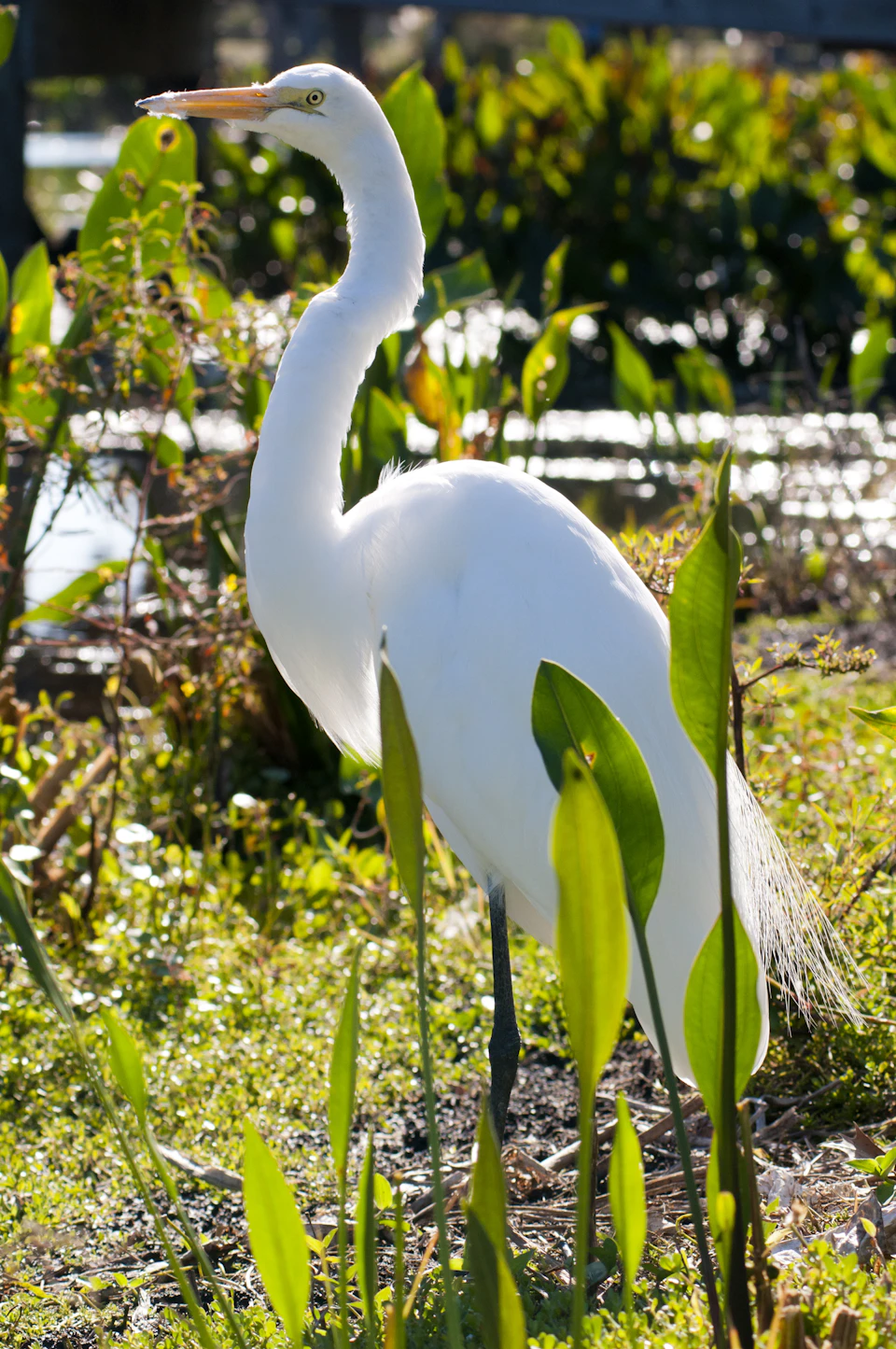 White heron stands on one leg, facing right, in a natural habitat setting outdoors