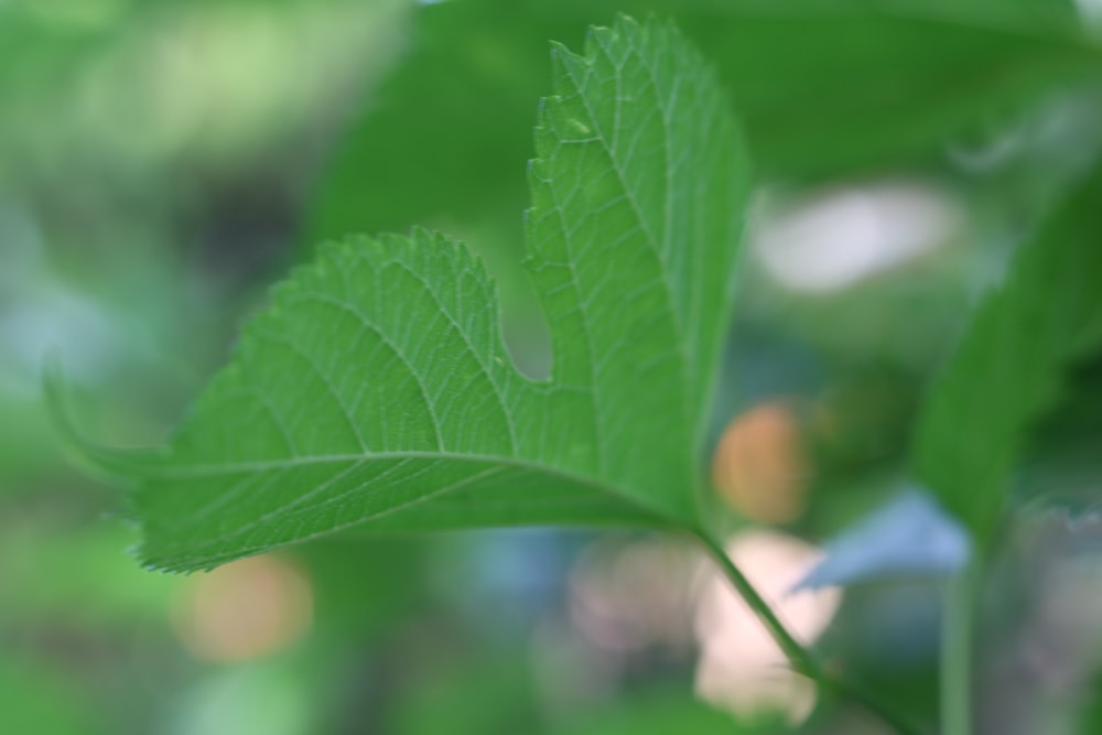 a close up of a green leaf on a tree