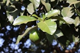 A lush green branch with large, shiny leaves and a ripe avocado hanging beneath. The leaves are broad and healthy, reflecting sunlight, while the avocado is bright green and smooth. The background is a blur of leaves and sky, creating a natural and vibrant scene.