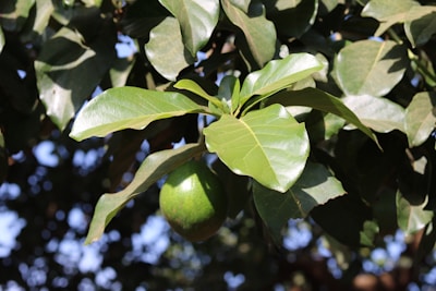 A lush green branch with large, shiny leaves and a ripe avocado hanging beneath. The leaves are broad and healthy, reflecting sunlight, while the avocado is bright green and smooth. The background is a blur of leaves and sky, creating a natural and vibrant scene.