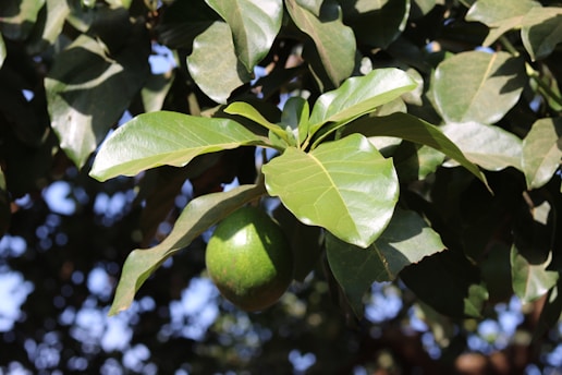 A lush green branch with large, shiny leaves and a ripe avocado hanging beneath. The leaves are broad and healthy, reflecting sunlight, while the avocado is bright green and smooth. The background is a blur of leaves and sky, creating a natural and vibrant scene.
