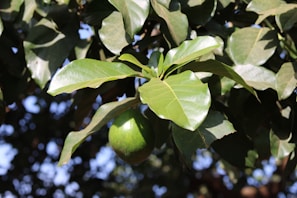 A lush green branch with large, shiny leaves and a ripe avocado hanging beneath. The leaves are broad and healthy, reflecting sunlight, while the avocado is bright green and smooth. The background is a blur of leaves and sky, creating a natural and vibrant scene.