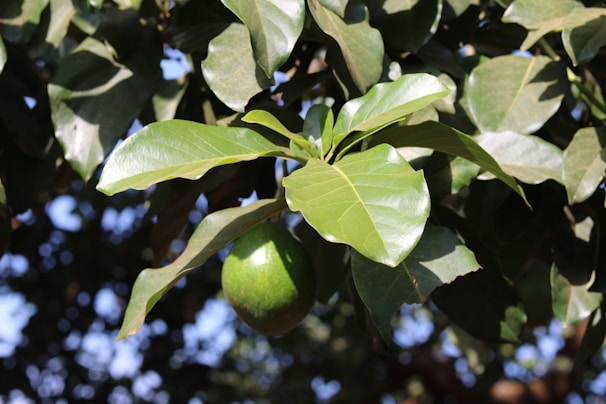 A lush green branch with large, shiny leaves and a ripe avocado hanging beneath. The leaves are broad and healthy, reflecting sunlight, while the avocado is bright green and smooth. The background is a blur of leaves and sky, creating a natural and vibrant scene.