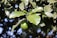 A lush green branch with large, shiny leaves and a ripe avocado hanging beneath. The leaves are broad and healthy, reflecting sunlight, while the avocado is bright green and smooth. The background is a blur of leaves and sky, creating a natural and vibrant scene.