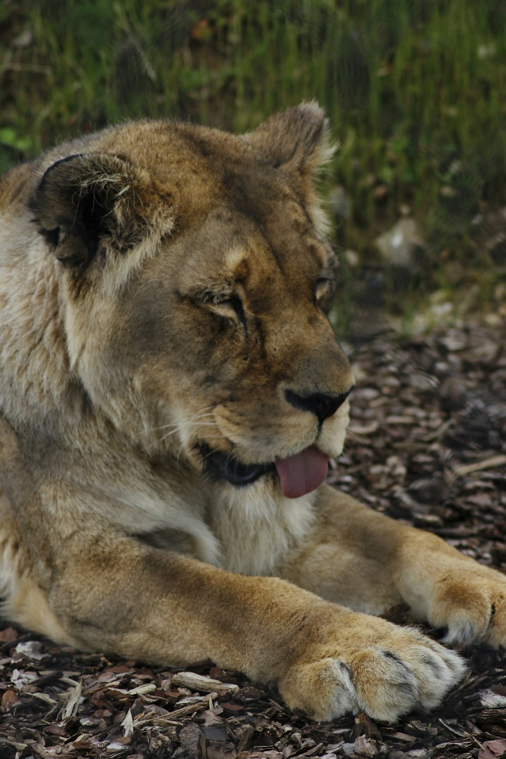 a close up of a lion laying on the ground