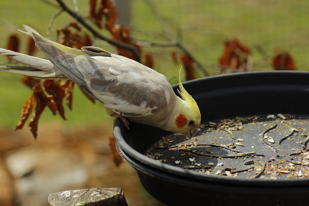 Ein Vogel, der aus einem Vogelhäuschen frisst