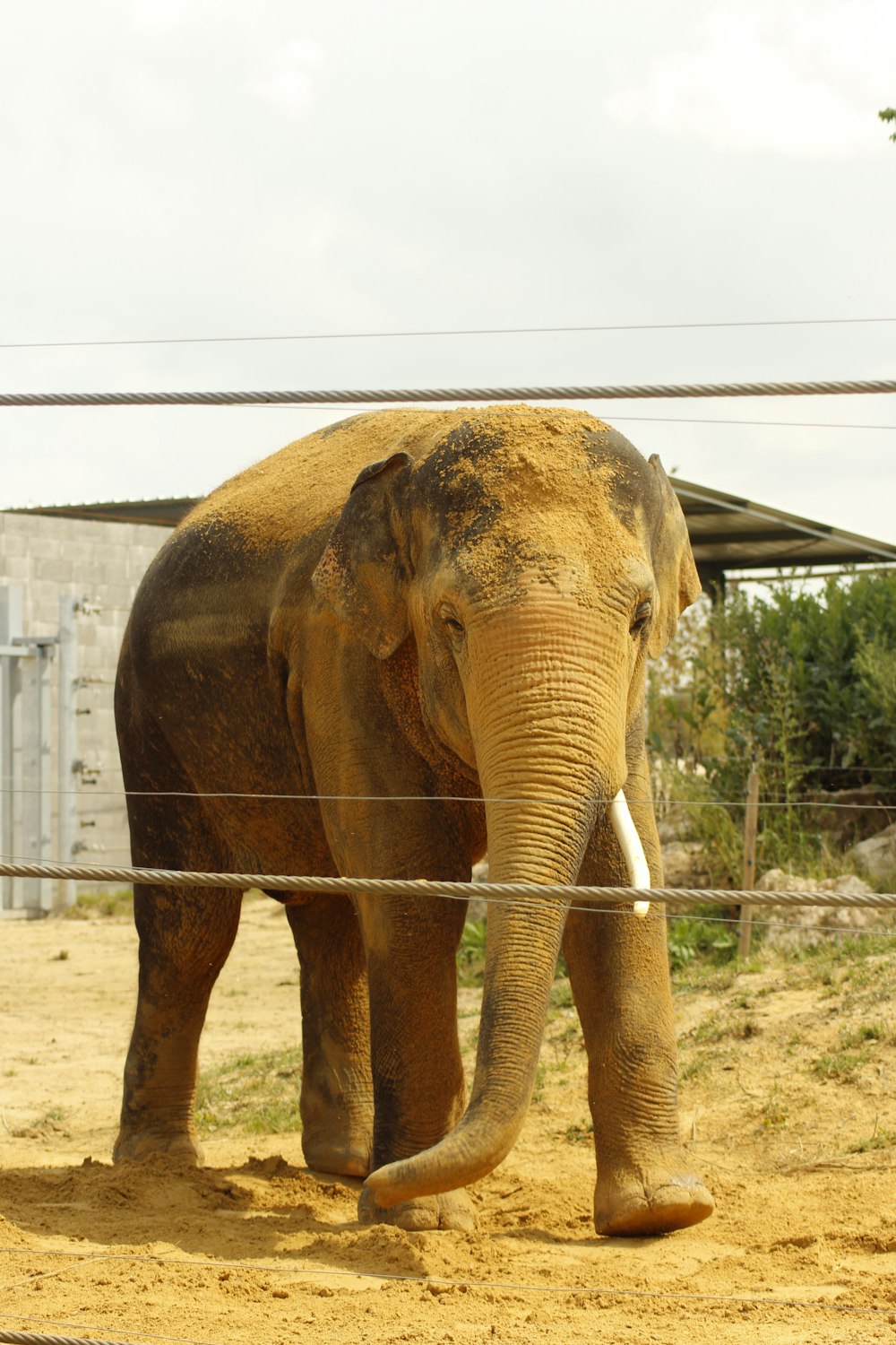 Ein Elefant steht im Dreck hinter einem Drahtzaun