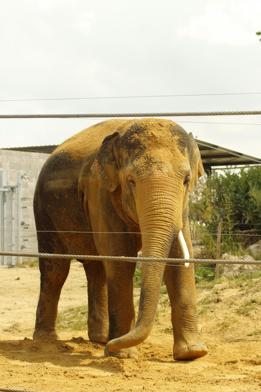 an elephant standing in the dirt behind a wire fence