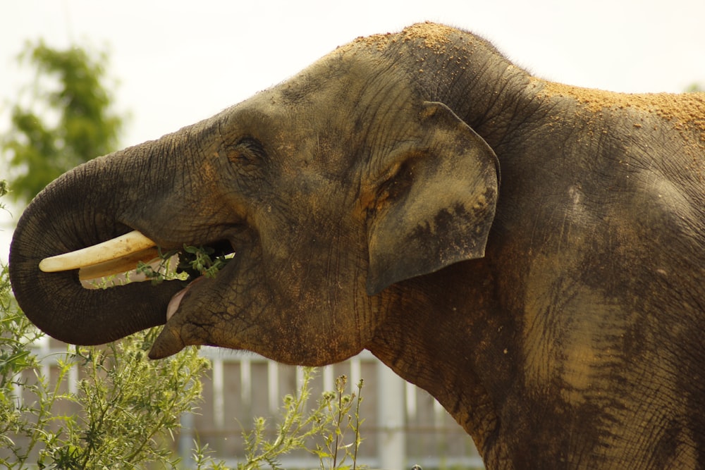 an elephant with tusks eating a plant