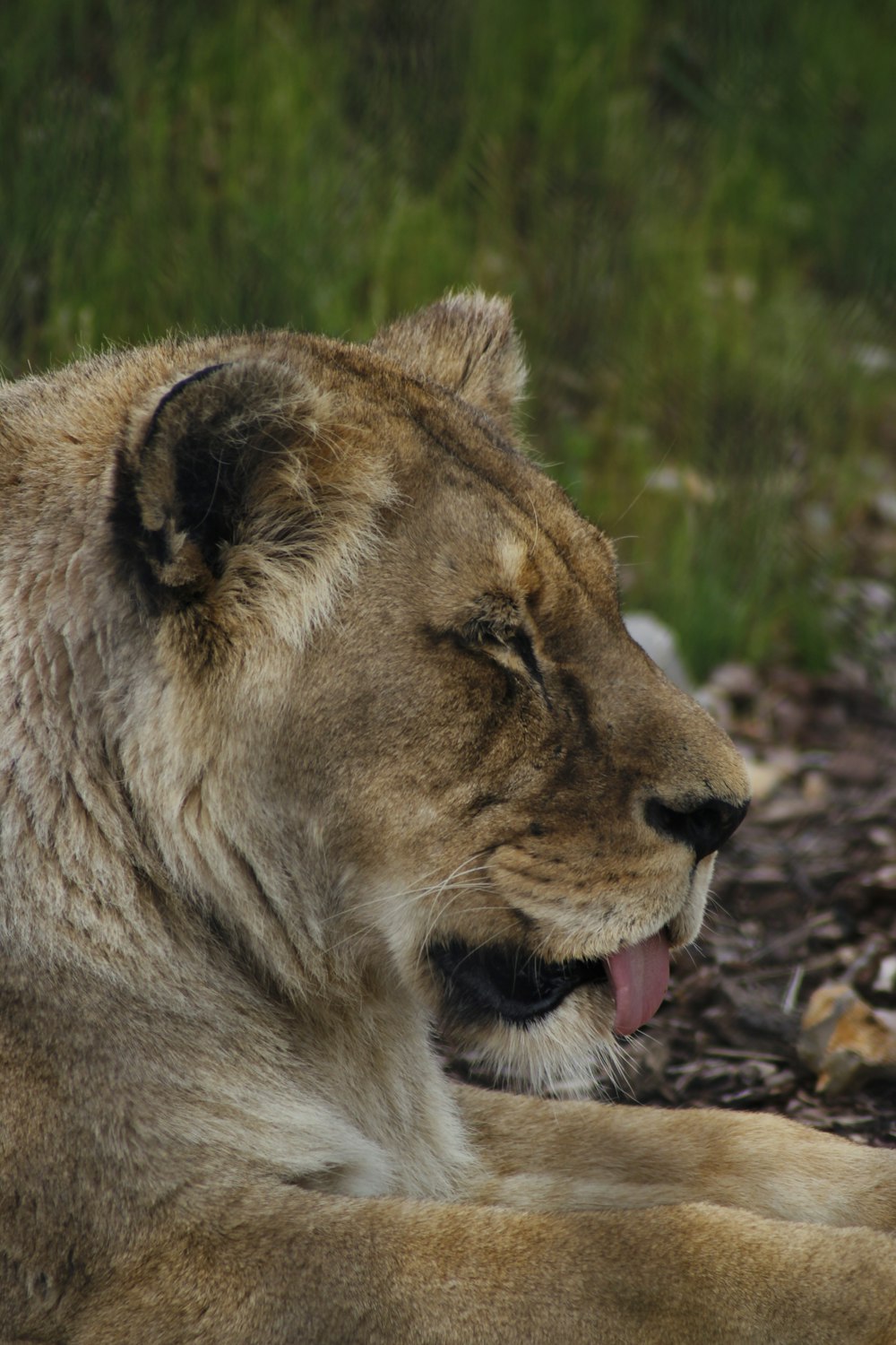 a close up of a lion laying on the ground