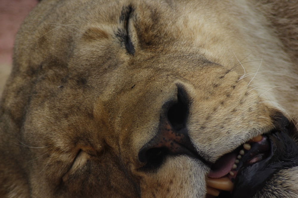 a close up of a sleeping lion with its mouth open