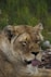 a close up of a lion laying on the ground