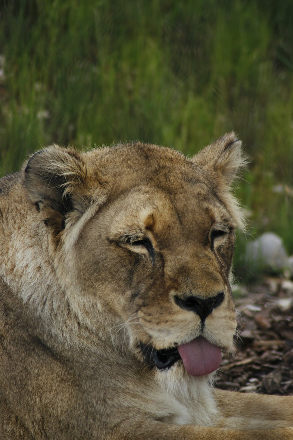 a close up of a lion laying on the ground