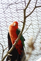a red and green bird sitting on a tree branch