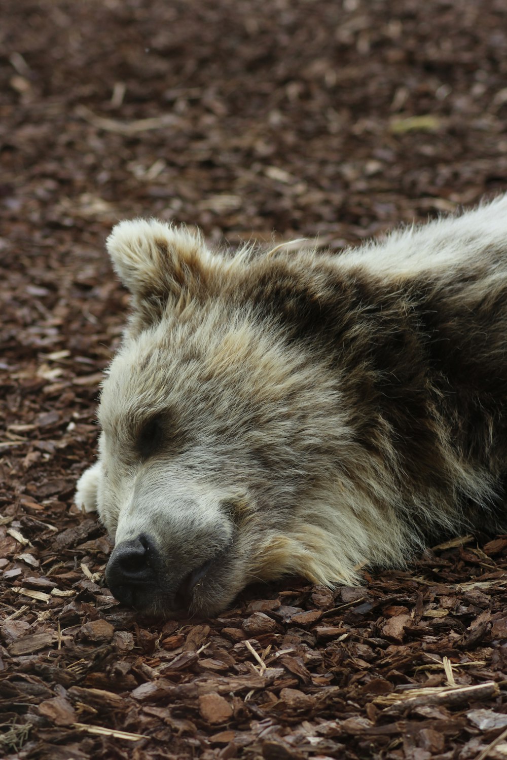 a brown bear laying on top of a pile of wood chips