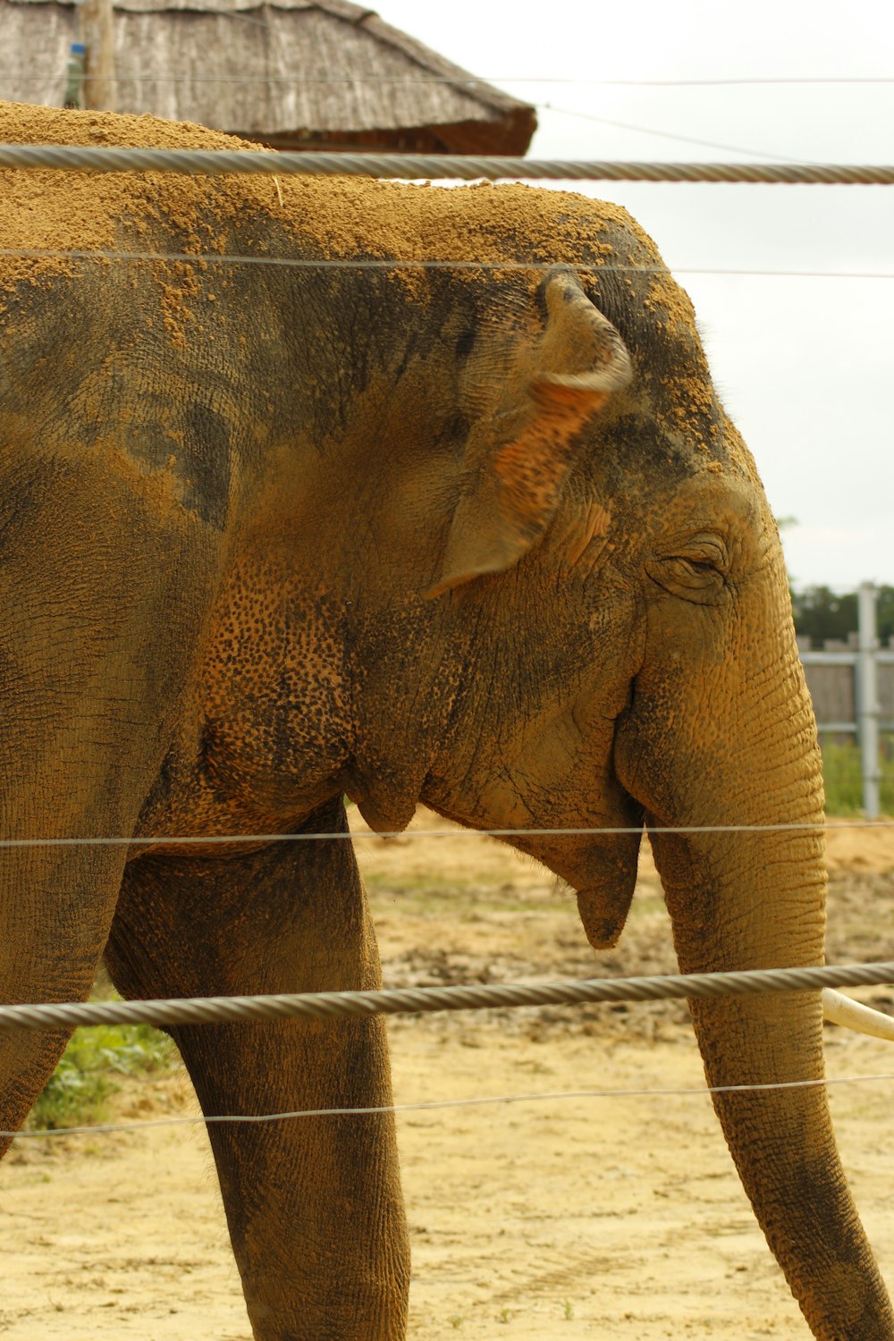 Un elefante è in piedi dietro una recinzione metallica