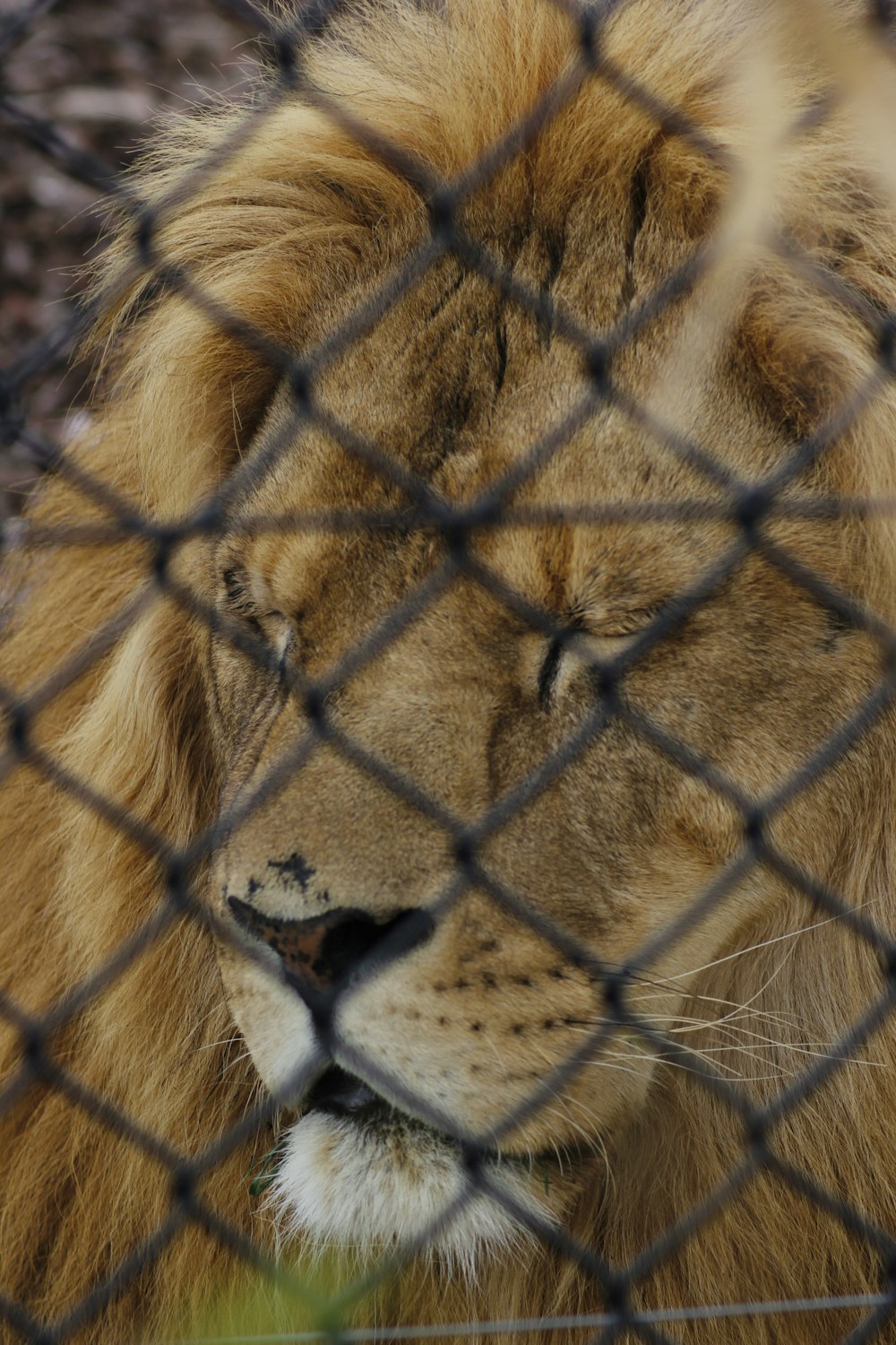 a close up of a lion behind a fence