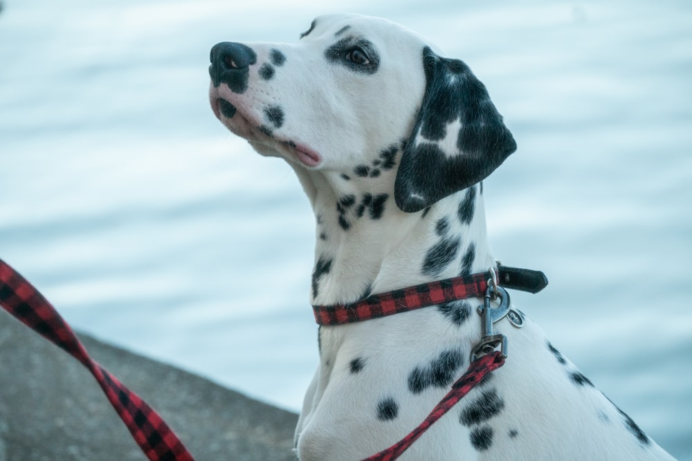 a dalmatian dog wearing a red and black leash
