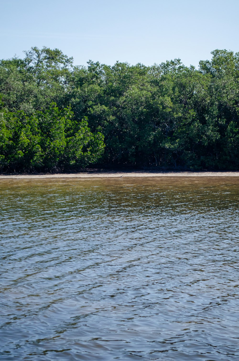 a body of water with trees in the background