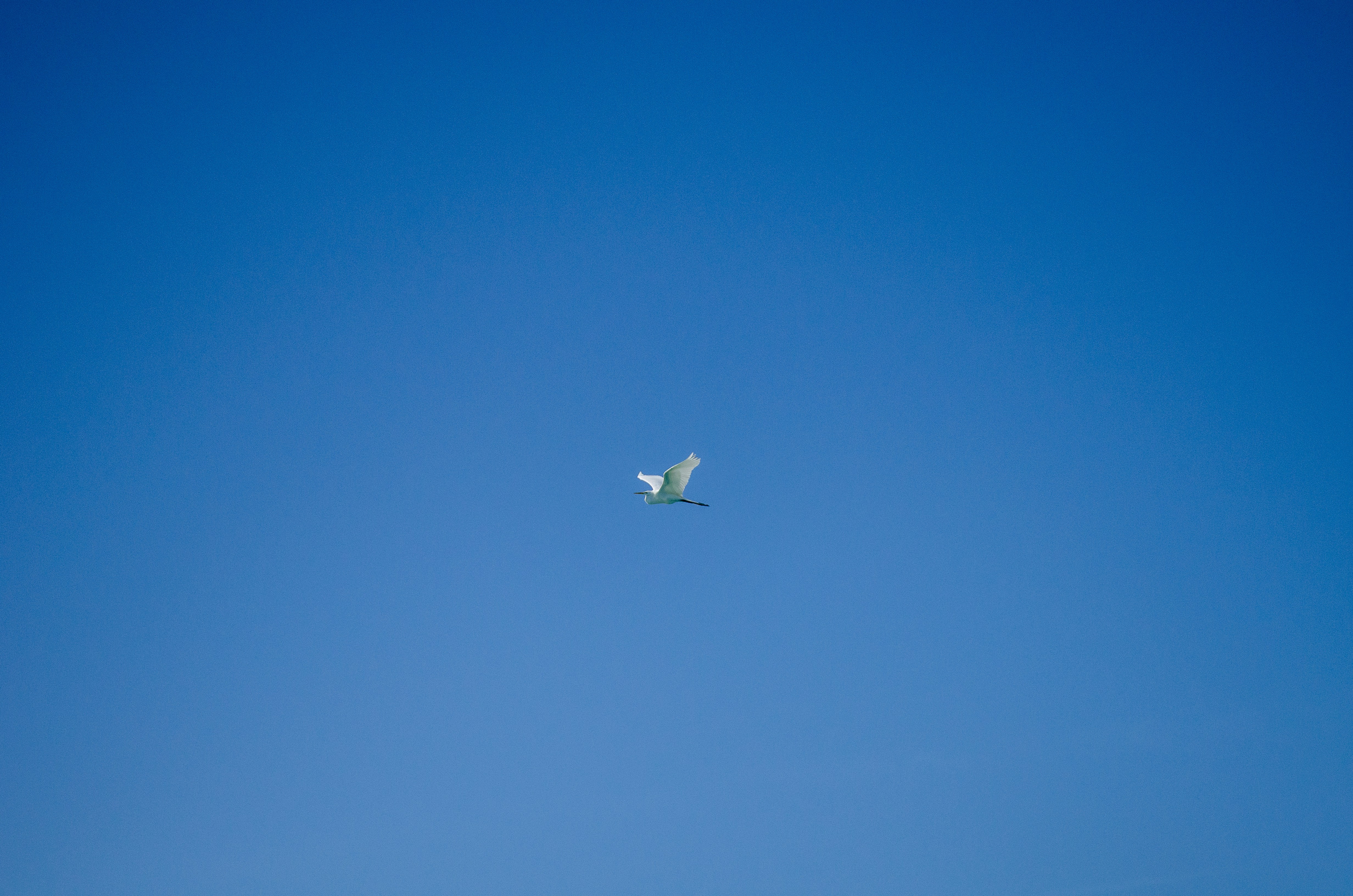 Choose from a curated selection of Florida photos. Always free on Unsplash.