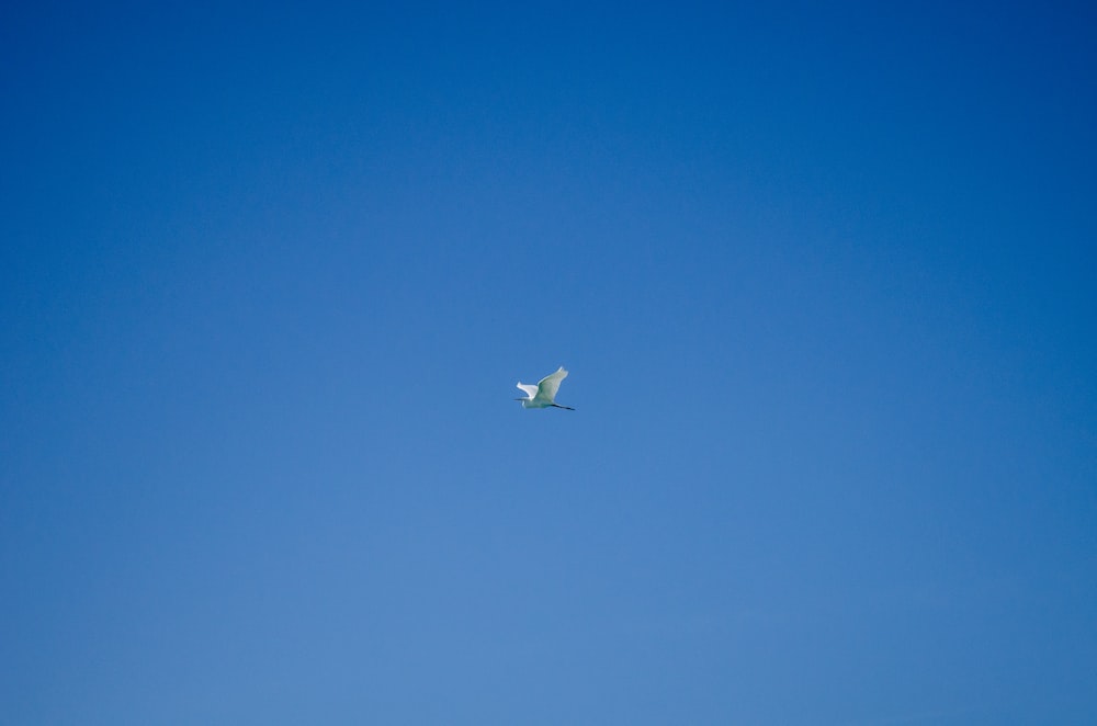 a large white bird flying through a blue sky