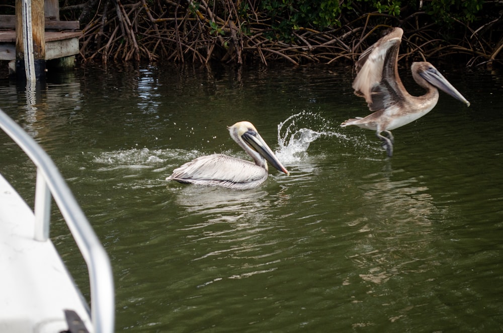 a couple of pelicans are swimming in the water