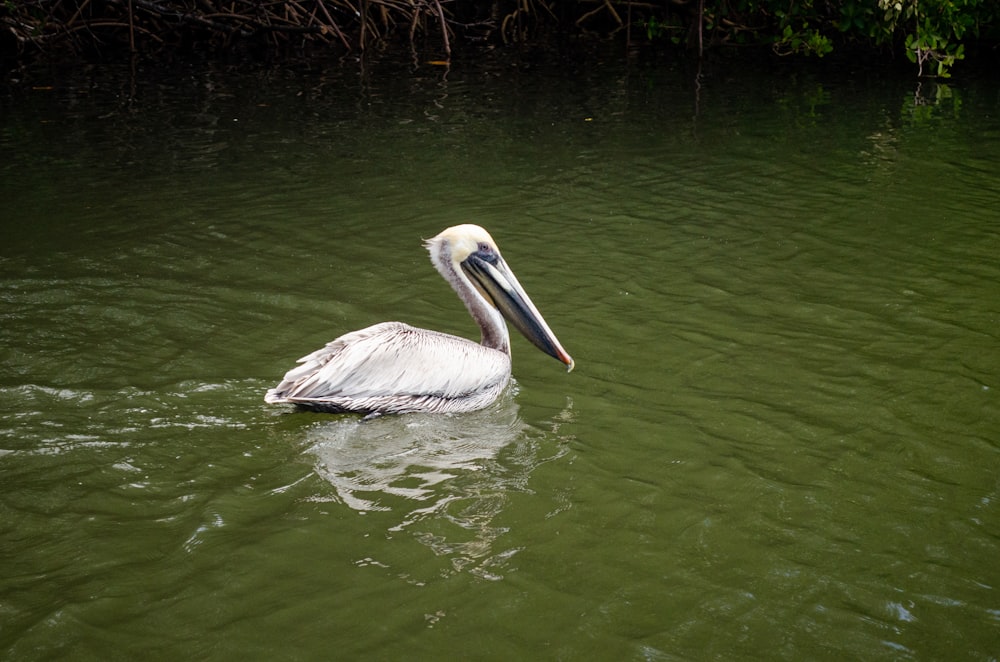 a white pelican floating on top of a body of water