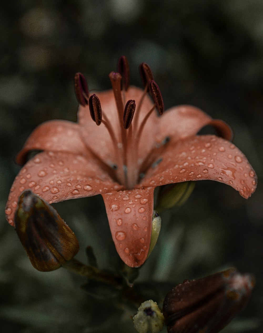 a close up of a flower with drops of water on it