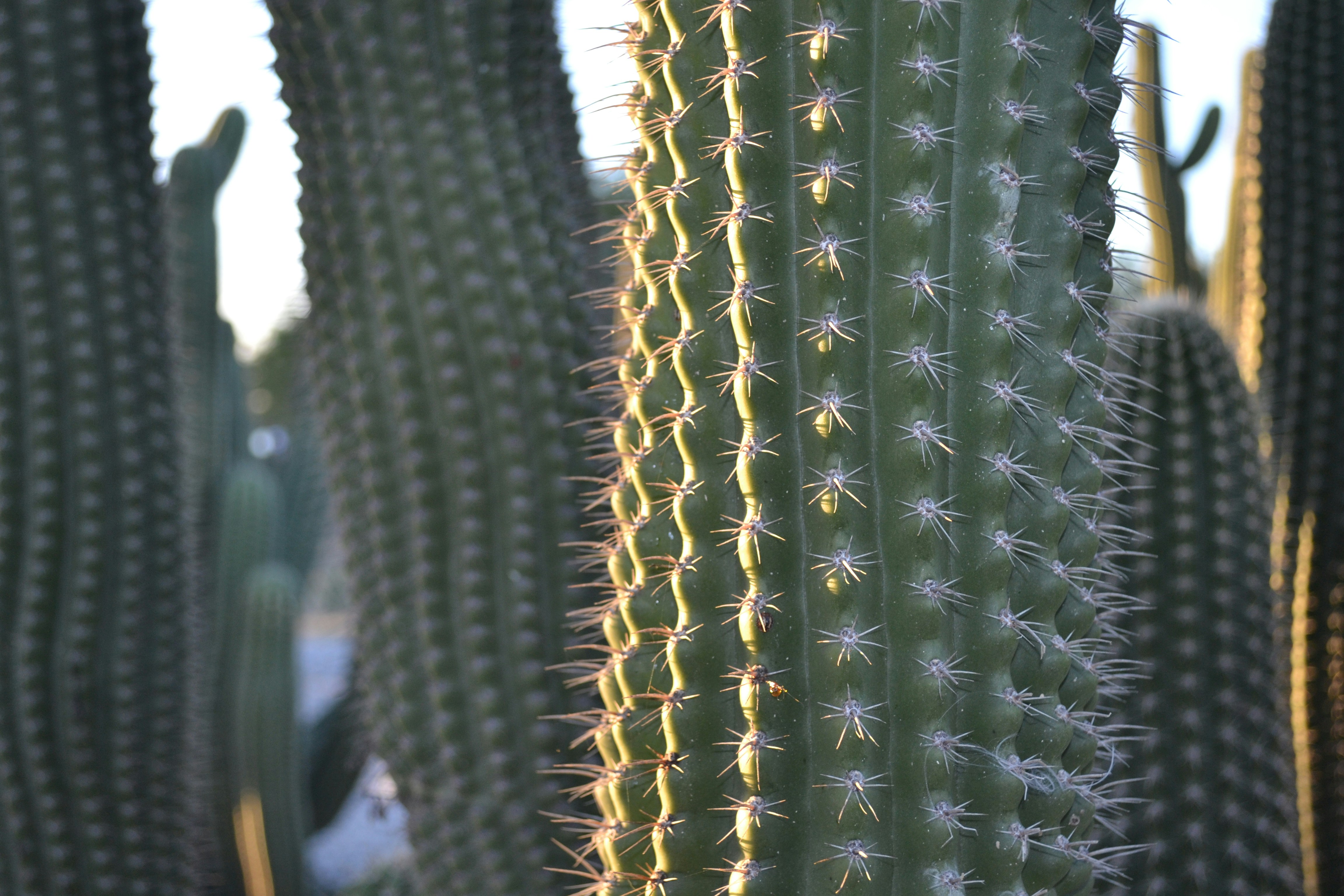 Closeup of a beautiful cactus