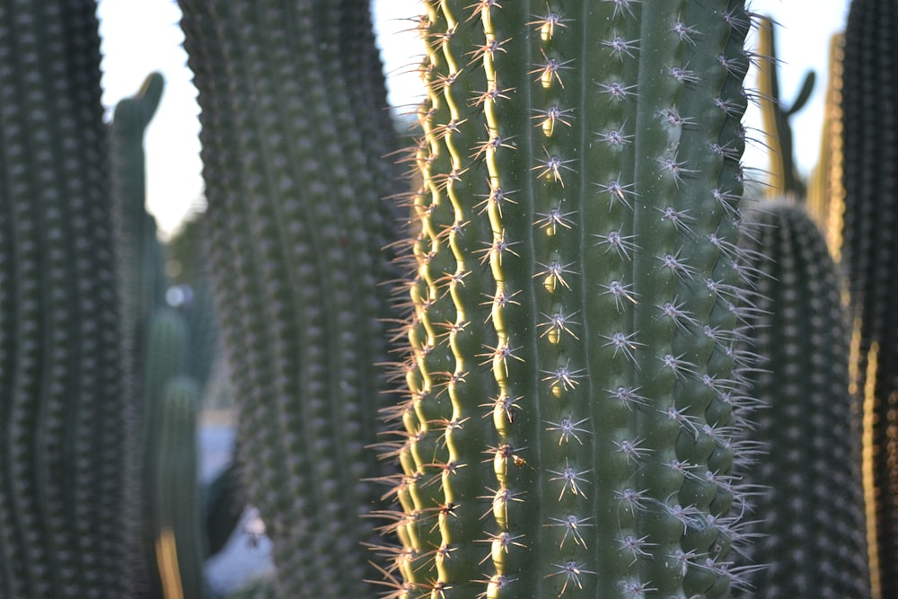 a close up of a cactus plant with other cactus in the background