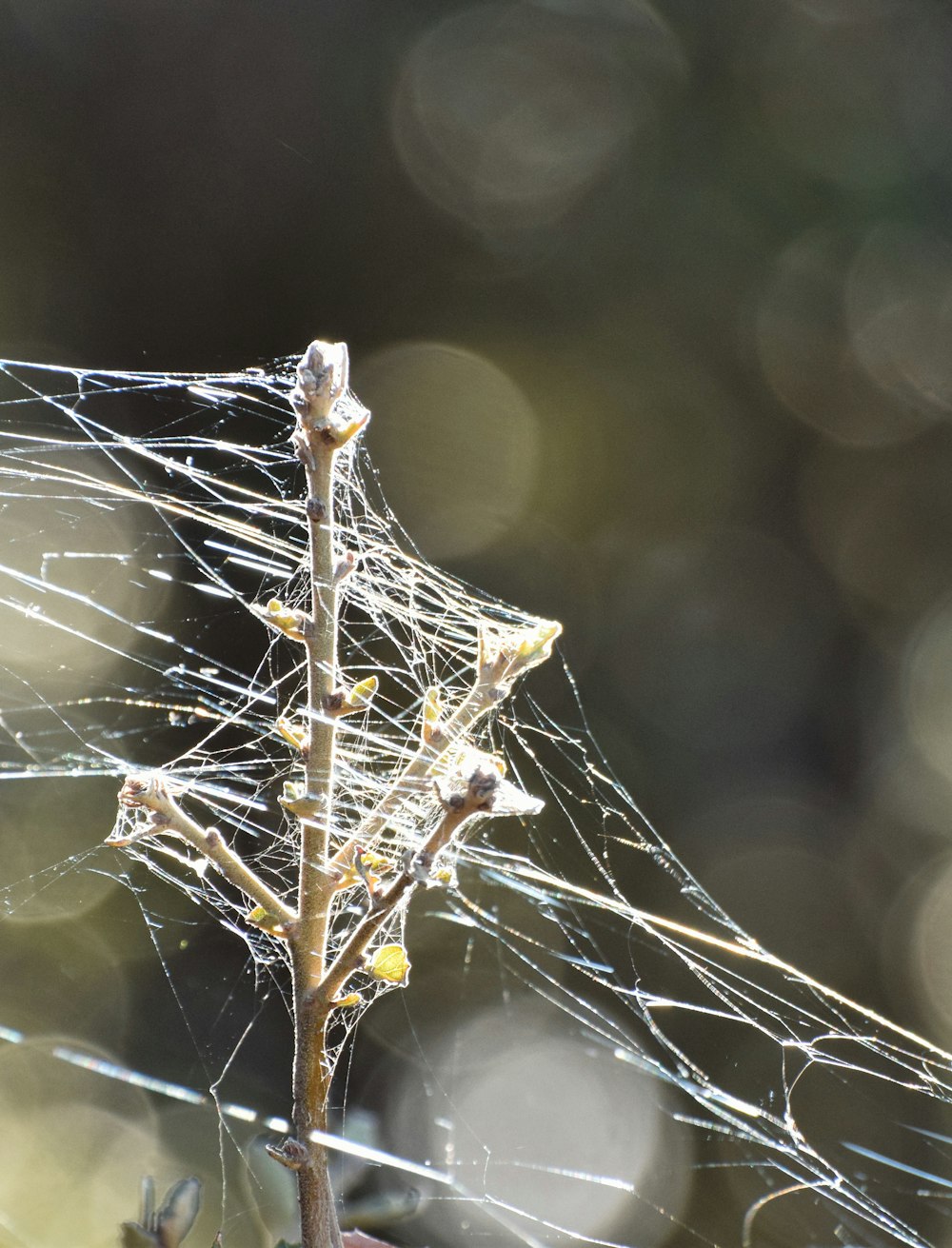 a close up of a spider web on a tree