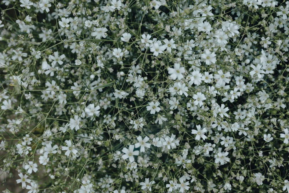 un ramo de flores blancas que están en un árbol