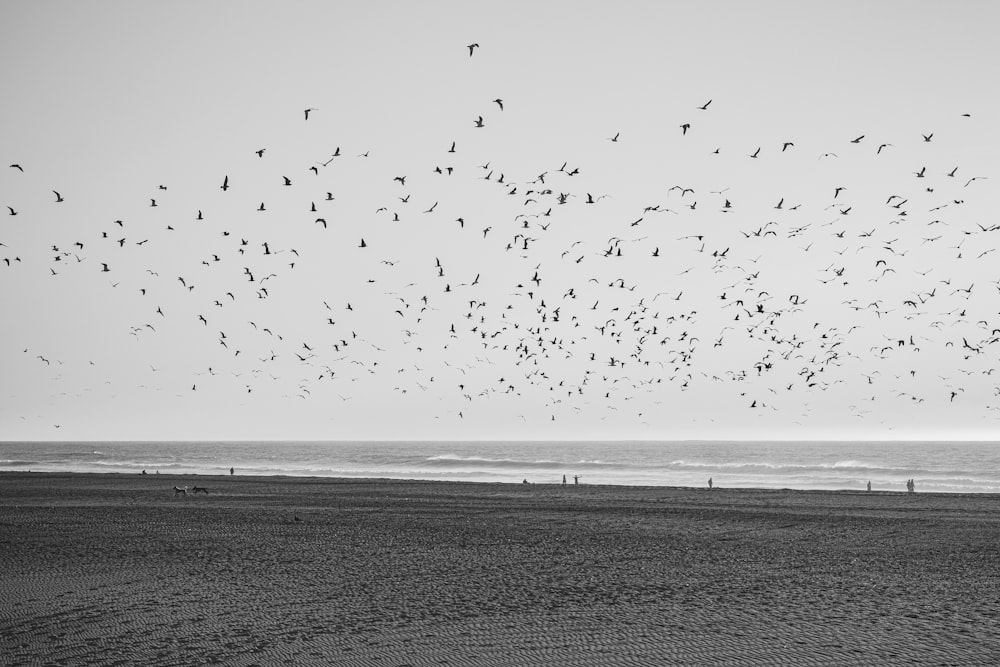 a flock of birds flying over a beach