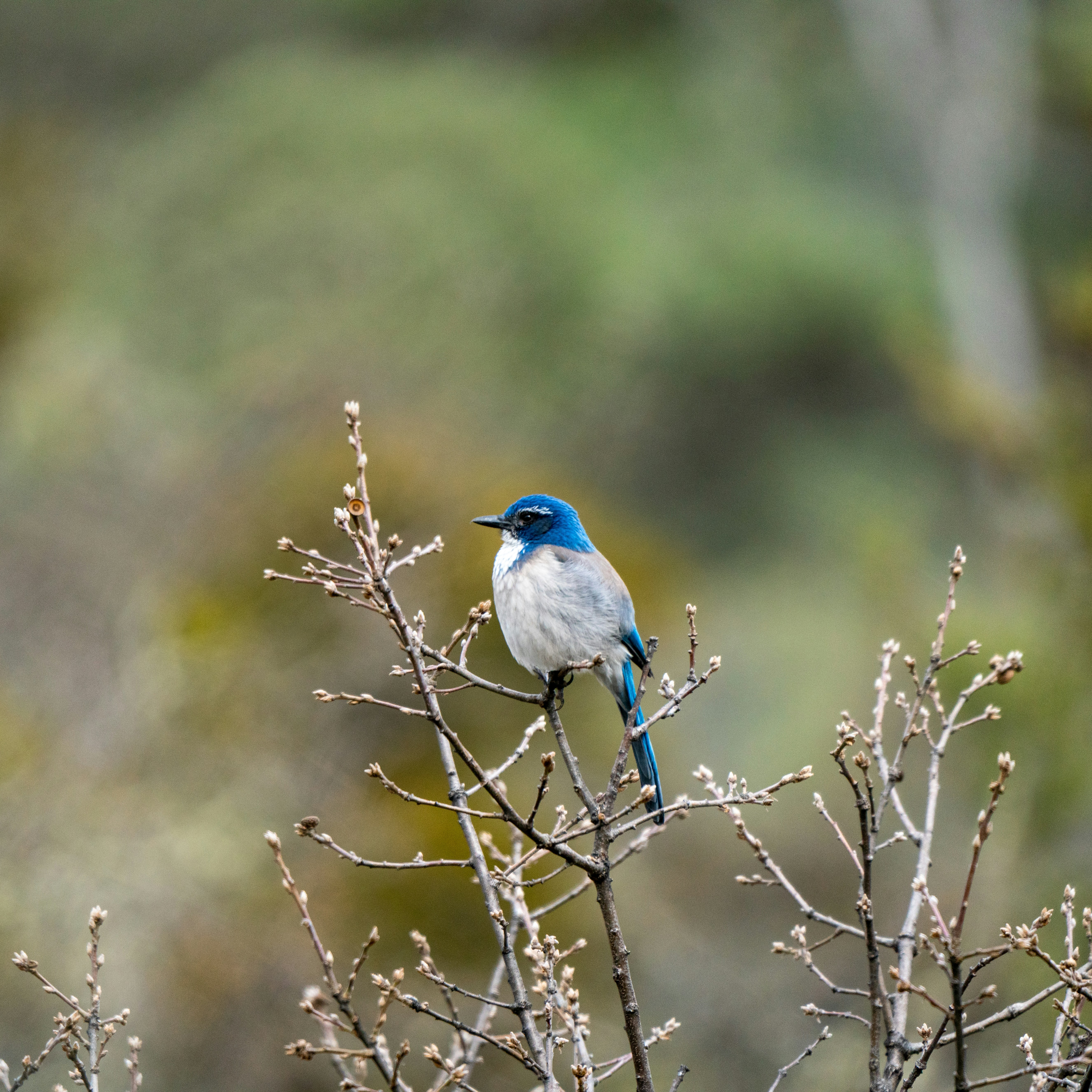 Photo by eddiecoyote