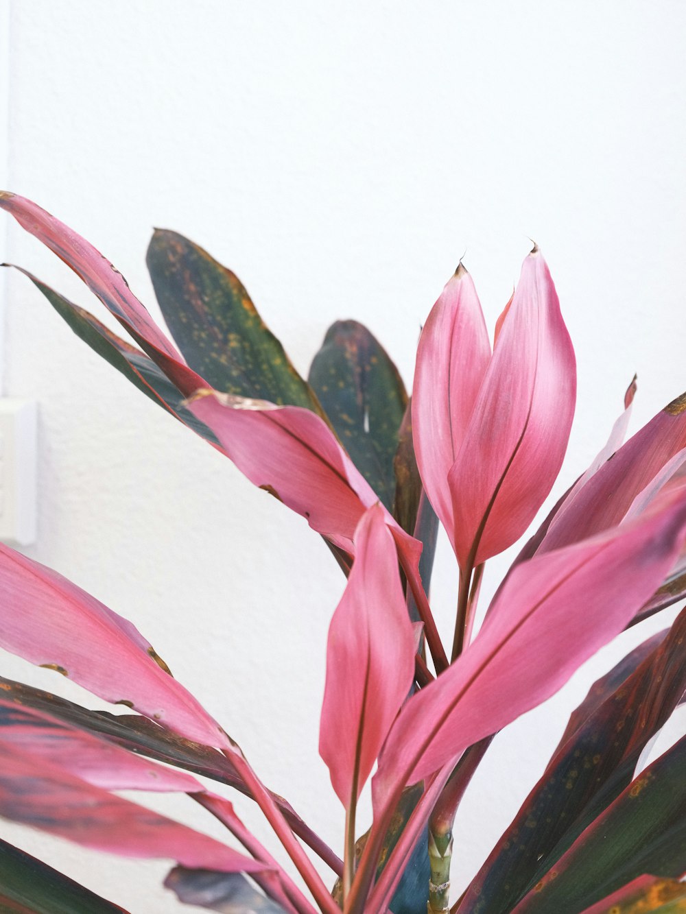 a pink plant with green leaves in a vase