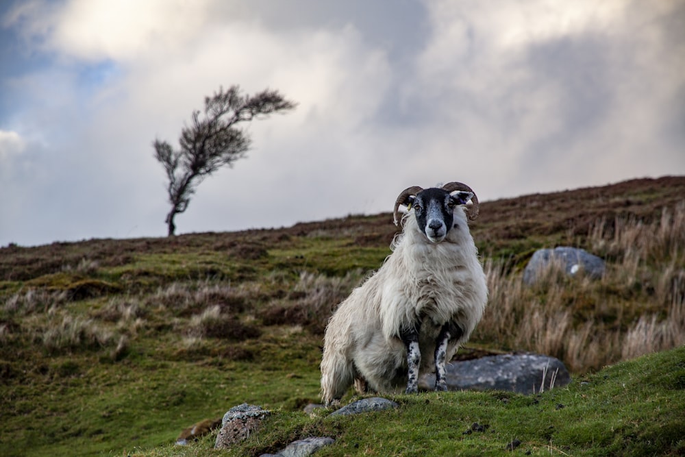 uma ovelha em pé no topo de uma encosta verde exuberante