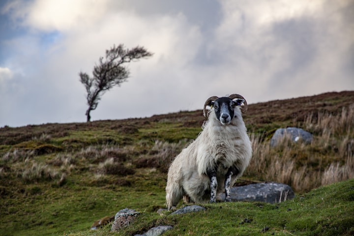 The Old Sheeps' Farm