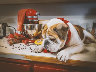 K-SCOOPS.com | Mealtime Magic: Creative and Practical Food Prep Ideas for Your Pet