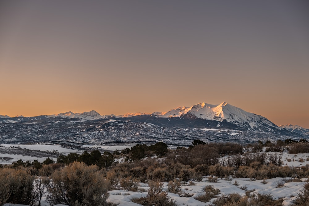 a snow covered mountain range with trees and bushes in the foreground